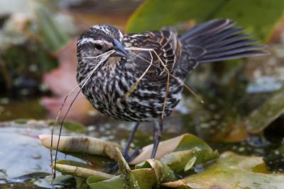 Nesting material