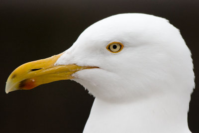 Herring Gull