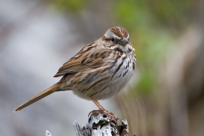 Savannah Sparrow (?)