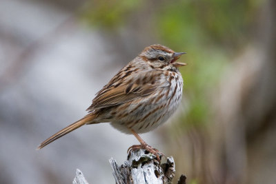 Savannah Sparrow (?)