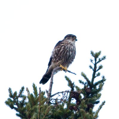 Bird photos from 2008