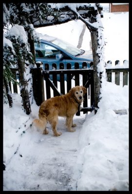 0131.Bo, wanting out to join in the fun...he LOVES the snow...