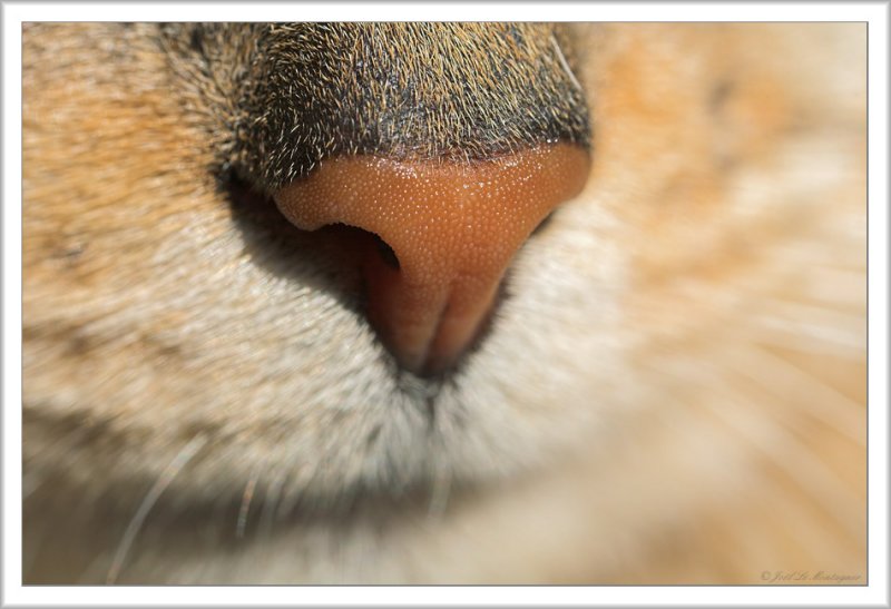 The cats nose