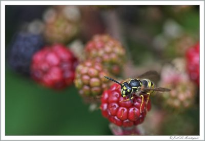 Wasp (2)
