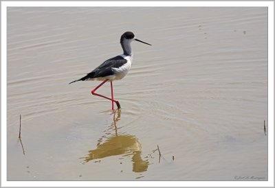 Black-winged Stilt (1)