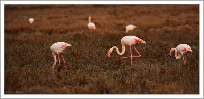 Greater Flamingos (6)