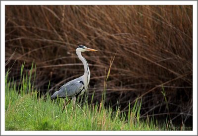 Grey Heron