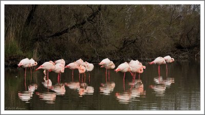 Greater Flamingos (8)
