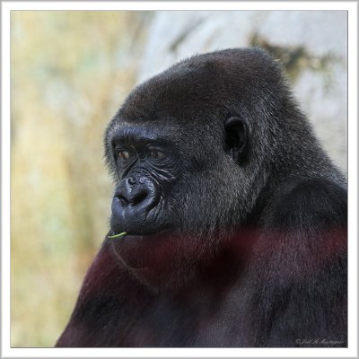 Gorilla portrait (2)