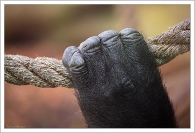 Gorilla hand