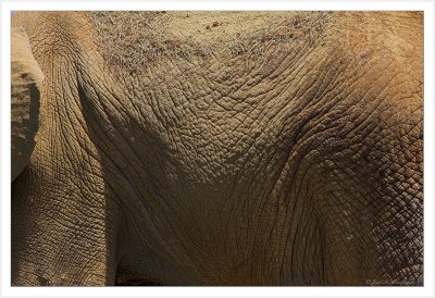Elephant (3)