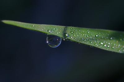 The blue drop