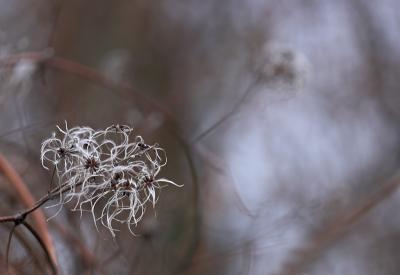 Wild clematis