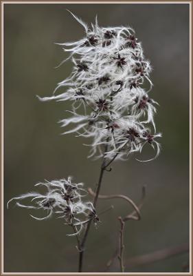 Wild clematis (2)