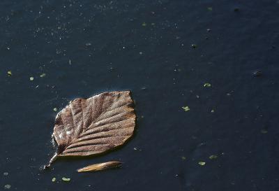 Leaf on a frozen pond