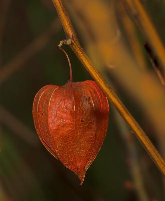 Physalis