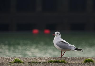 g3/29/406229/3/56651651.mouette1bb.jpg