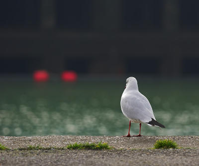 I'm a poor lonesome gull...:-(