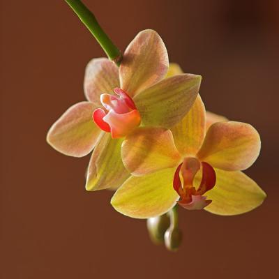 g3/29/406229/3/56911101.orchiddjb.jpg