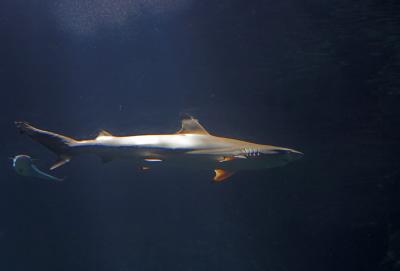 Shark (3)