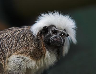 Marmoset