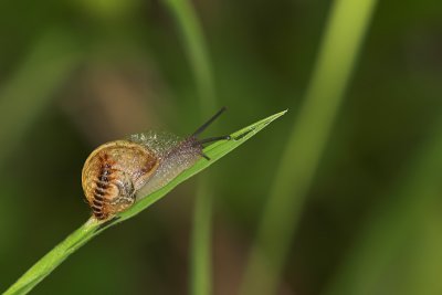 Snail and drilus