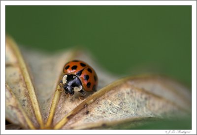 Ladybugs