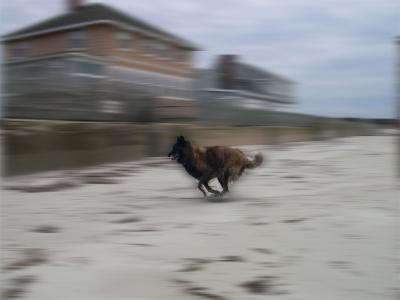 Hannah chasing seagulls(and tennis balls)