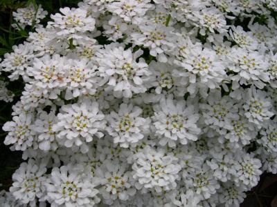 origflowers.jpg