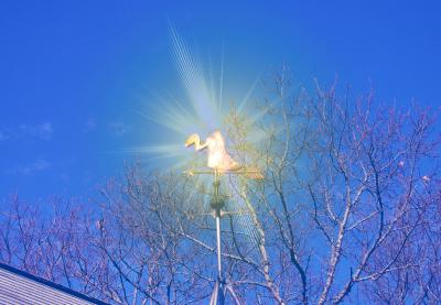 Shinyest Turkey Vulture in the sky!