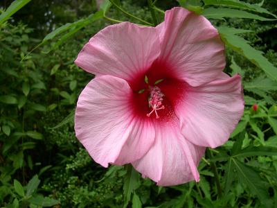 hybiscus from our garden