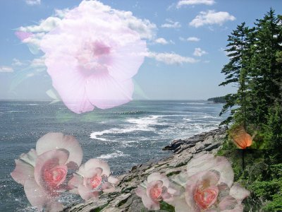 Maine with flowers superimposed, Lesson 4+5 starts here