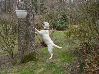 Lilly, get that squirrel!