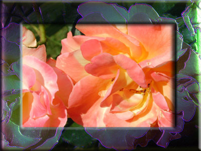 pinkrose1.jpg