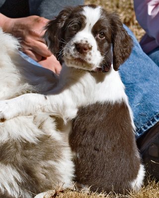 Roxie @ 2 Months