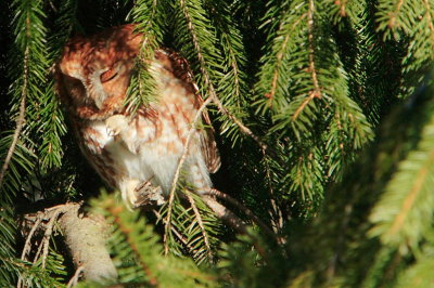 Napping Eastern Red Screech Owl
