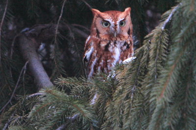 The Eastern Red Screech Owl has returned