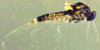 emerging BWO.jpg