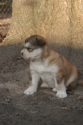 Winston 3400
