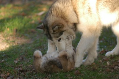 Sister Nikki meets pups 3536