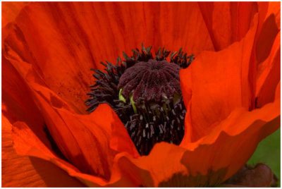 Sue Hylen, Blooming Red Beauty