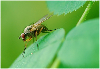 Devin Sawyer, Fly on a Leaf