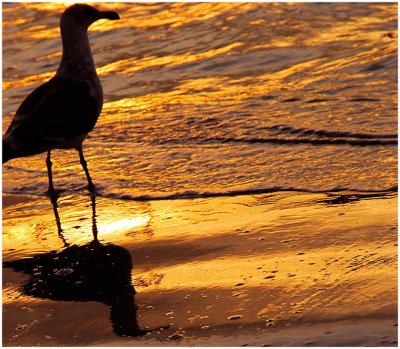 Devin Sawyer, Santa Barbara Sunset