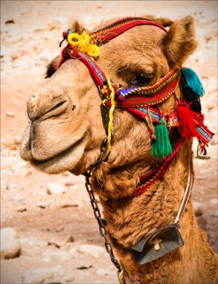 Norm Wooldridge, Camel portrait