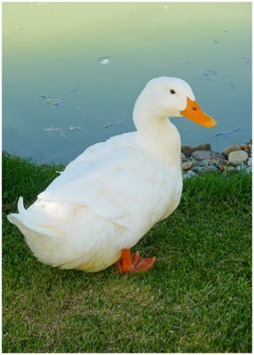 Kendra Hansen, Quack Quack