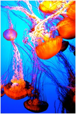 Jay Schwartzman, Jellyfish under glass