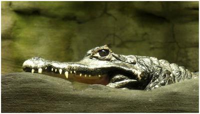 Chizuko Farley: CrocoSmile