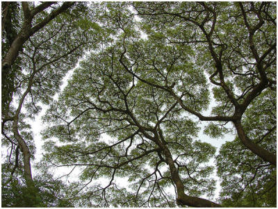 Stan Johnston: Forest Canopy