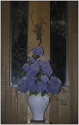 Virginia Stave: Hydrangeas