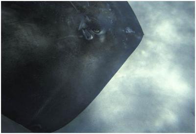 Virginia Stave: Sting Ray